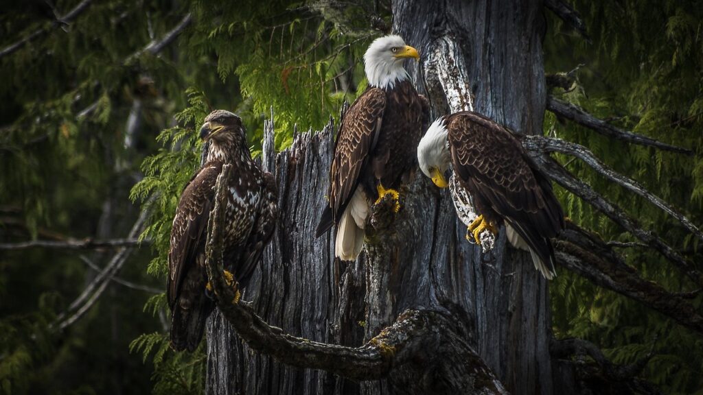 A family of Bald Eagles
