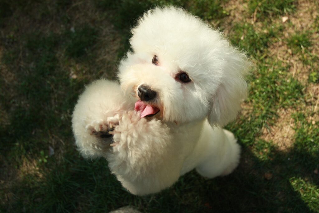  A Poodle on a its hind legs