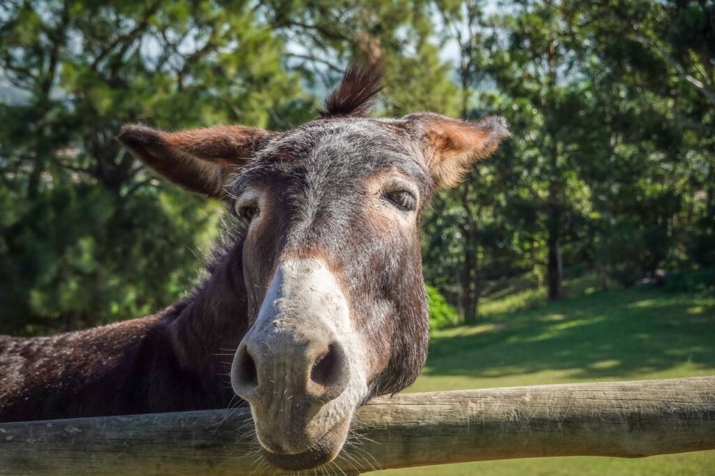 Donkey at farm