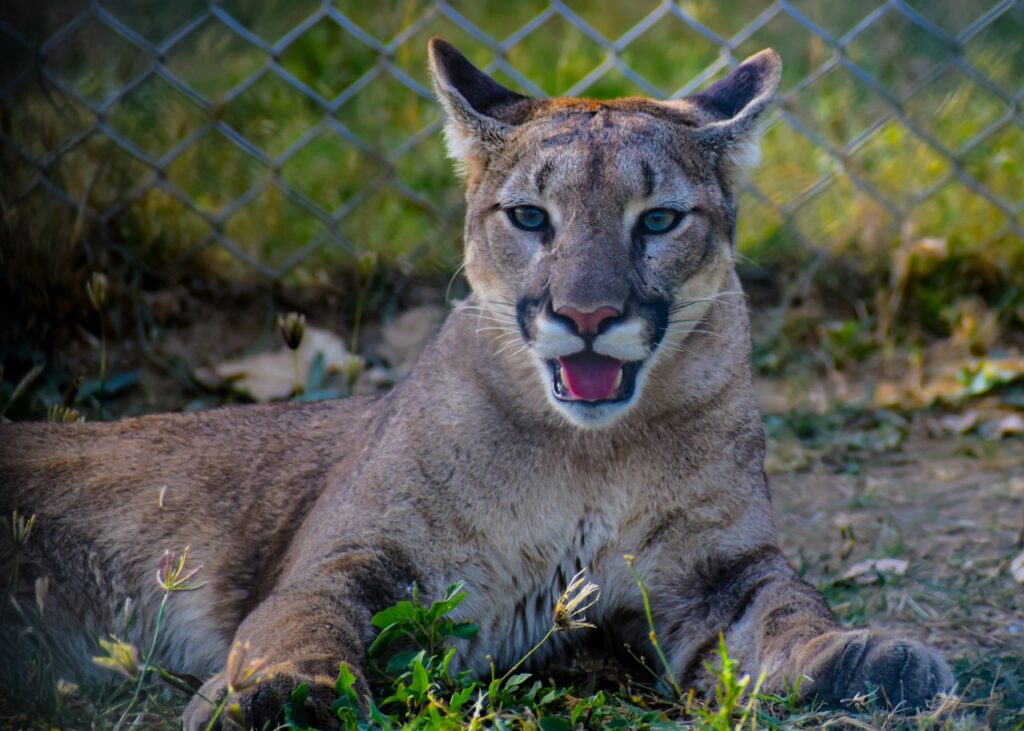 Florida Panther