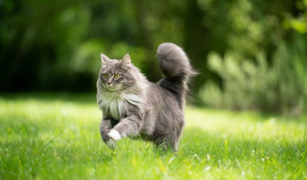 A fluffy Maine Coon cat running through green grass.
