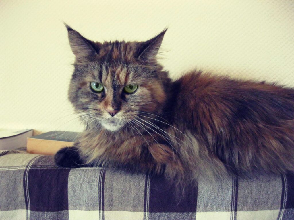 Maine Coon