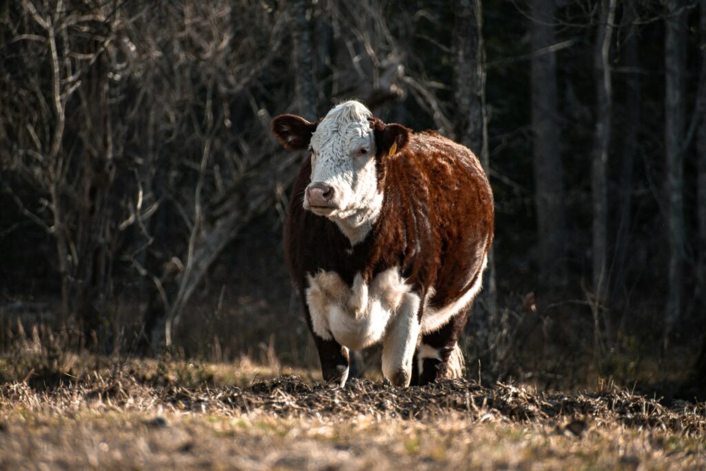 Cow standing outdoor
