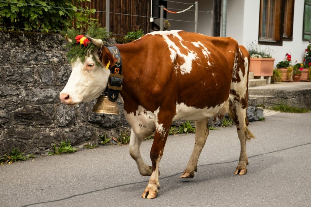Cow in urban Area