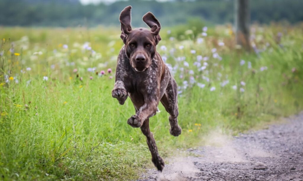 German Shorthaired Pointer