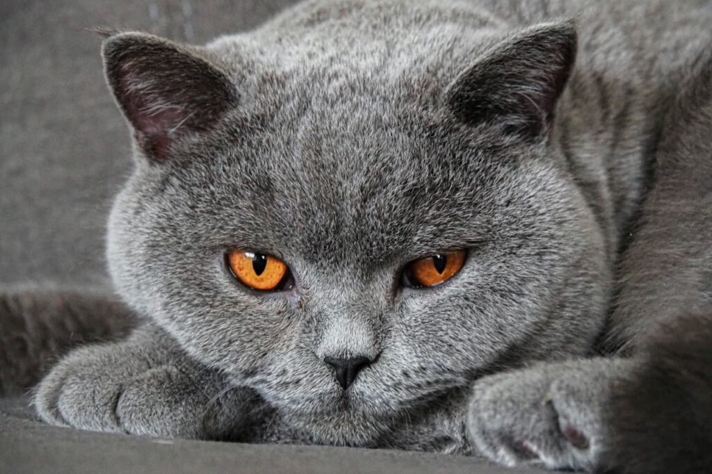 British Shorthair