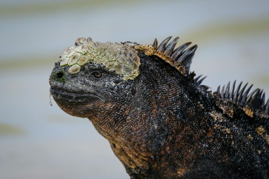 Marine Iguana