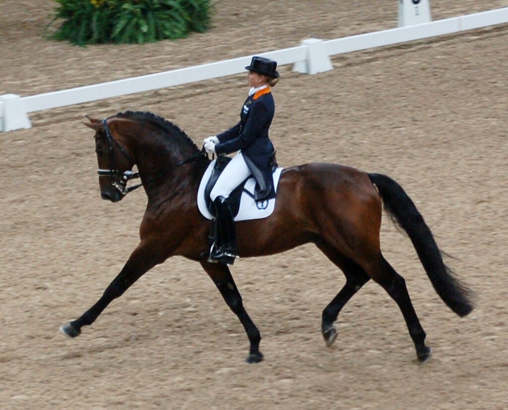 Dutch Warmblood