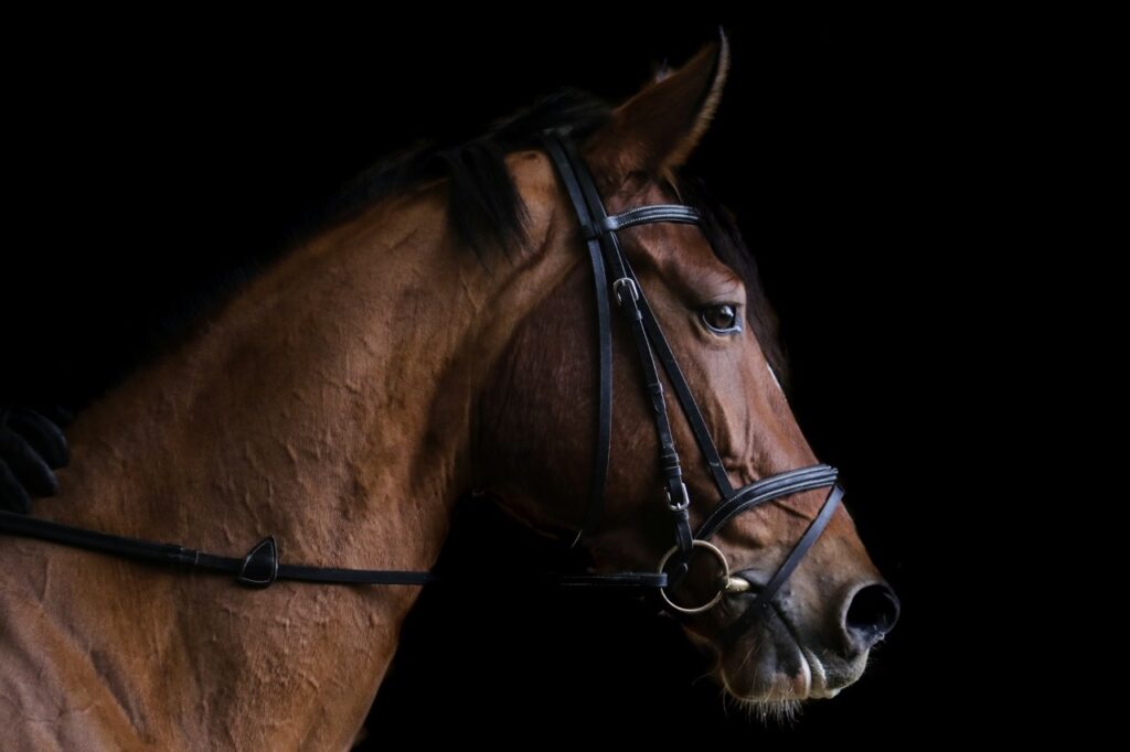 Closeup of a horse