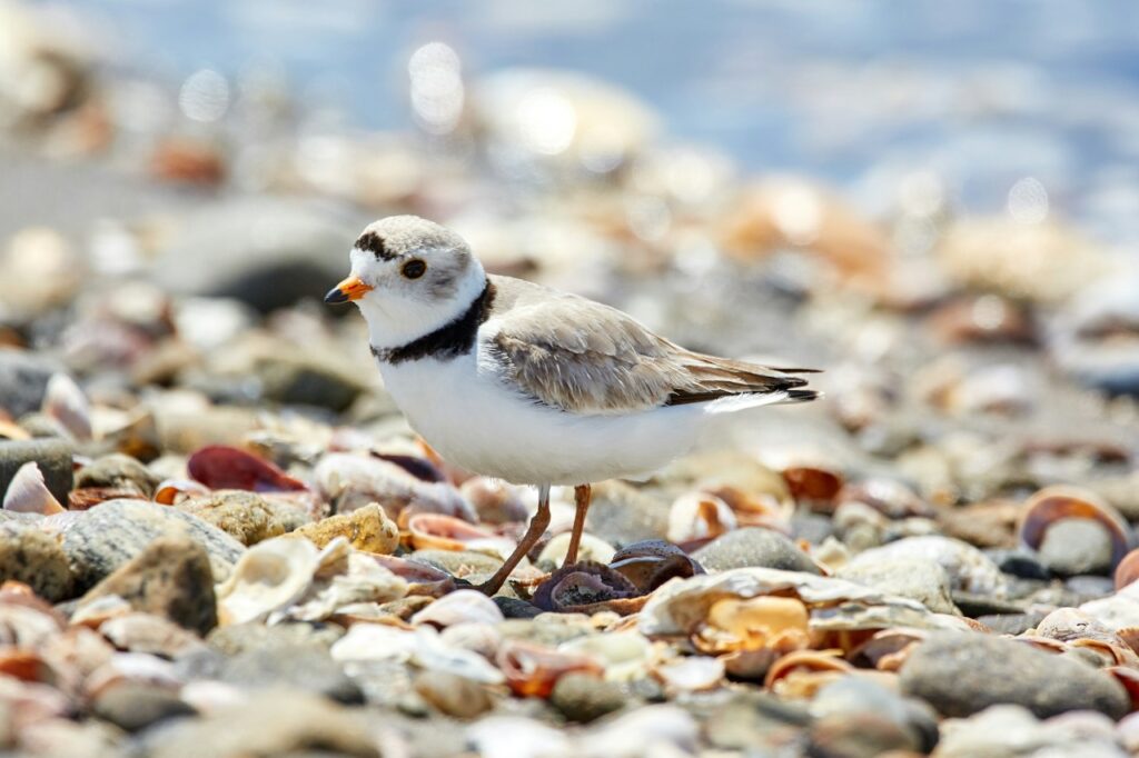 Piping Plover