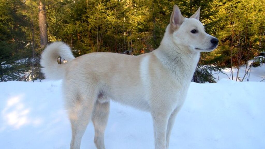 A Canaan Dog