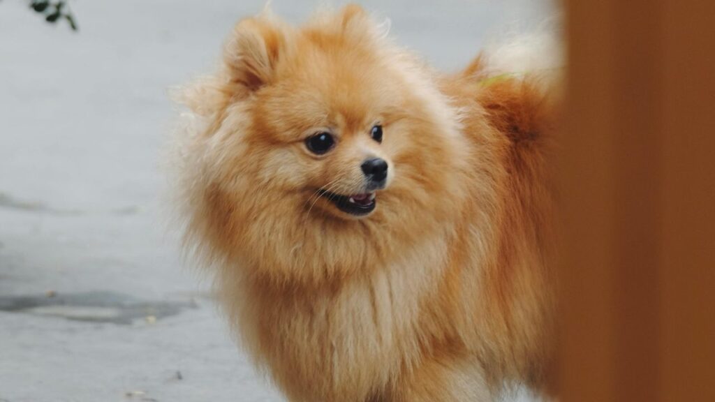 Pomeranian