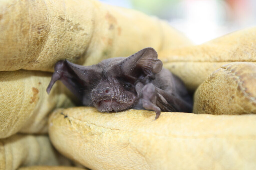 Mexican_free-tailed_bat