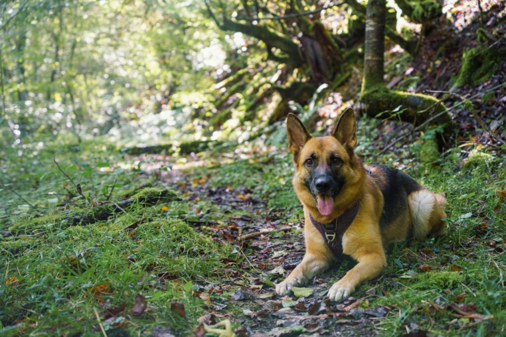 German Shepherd