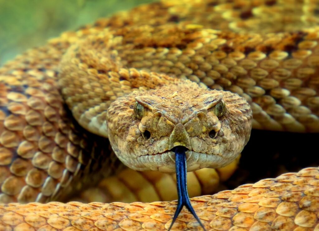 Rattlesnake
