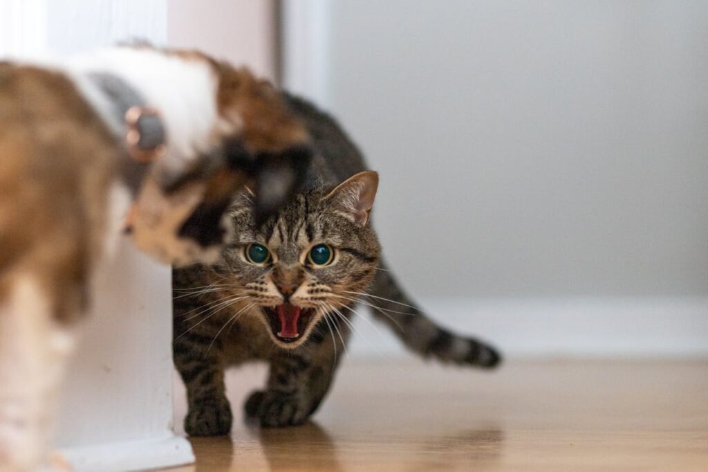 cat aggression