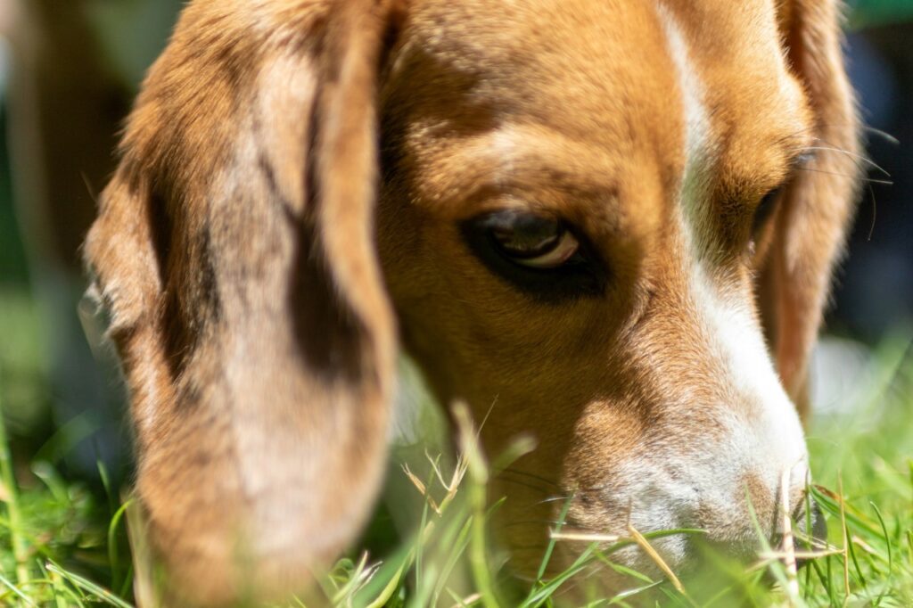 Beagle