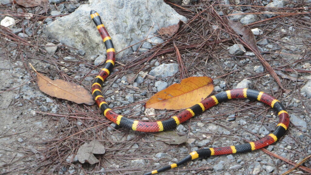 coral snake