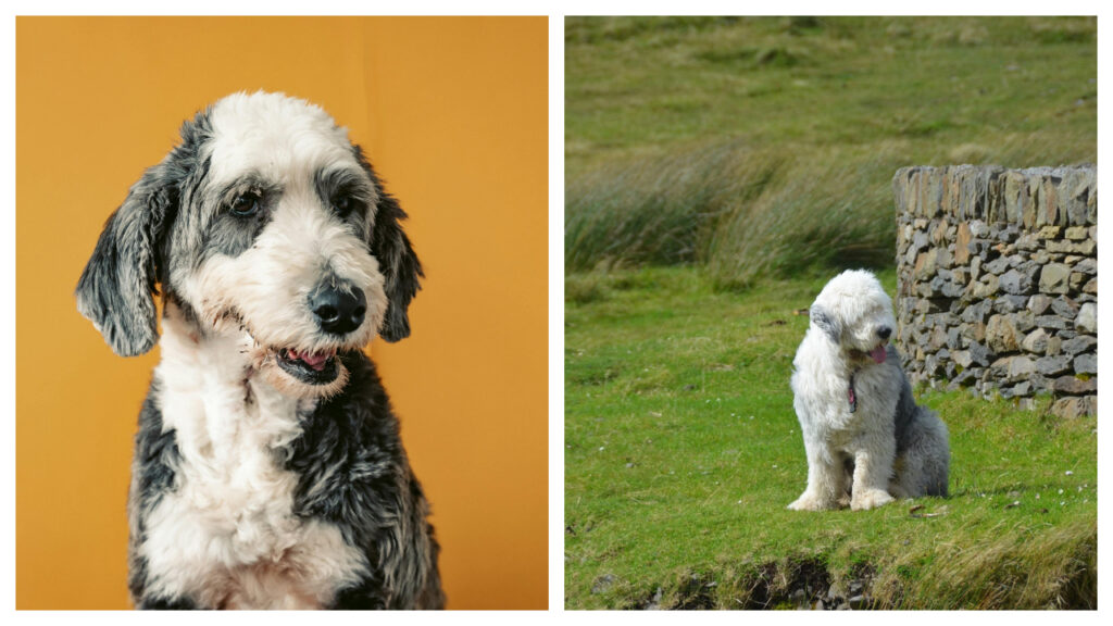 Old English Sheepdog puppy vs. Adult