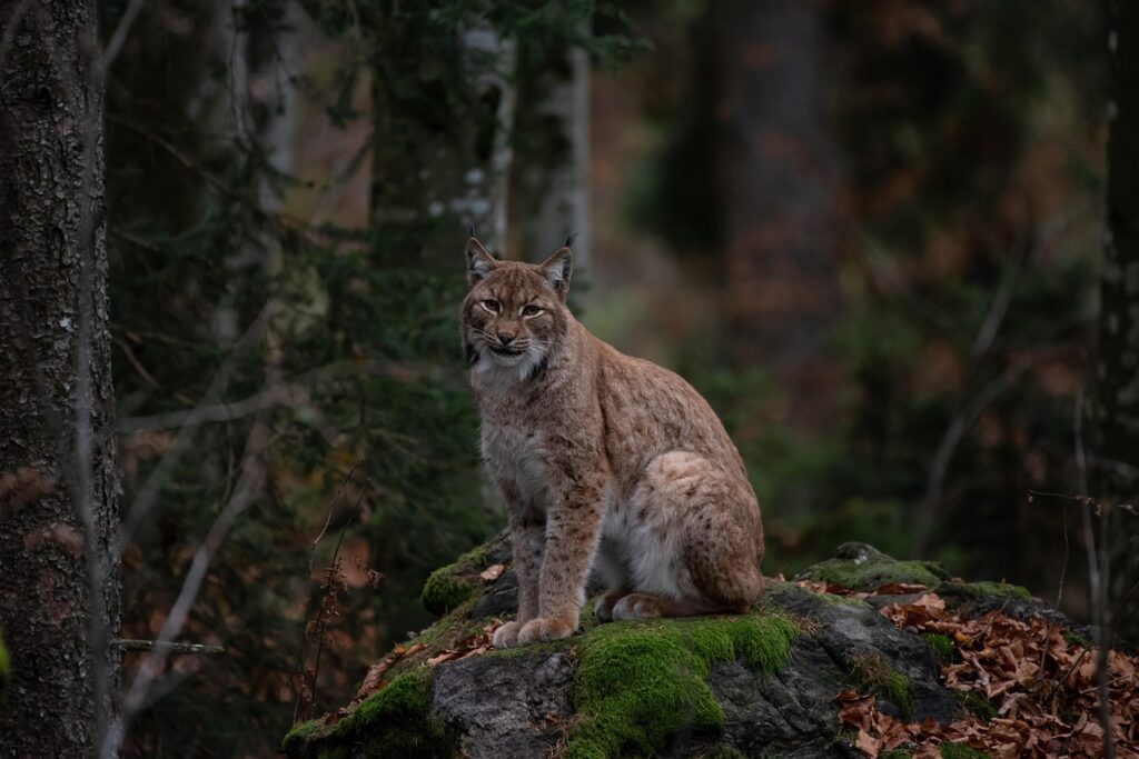 Bobcat