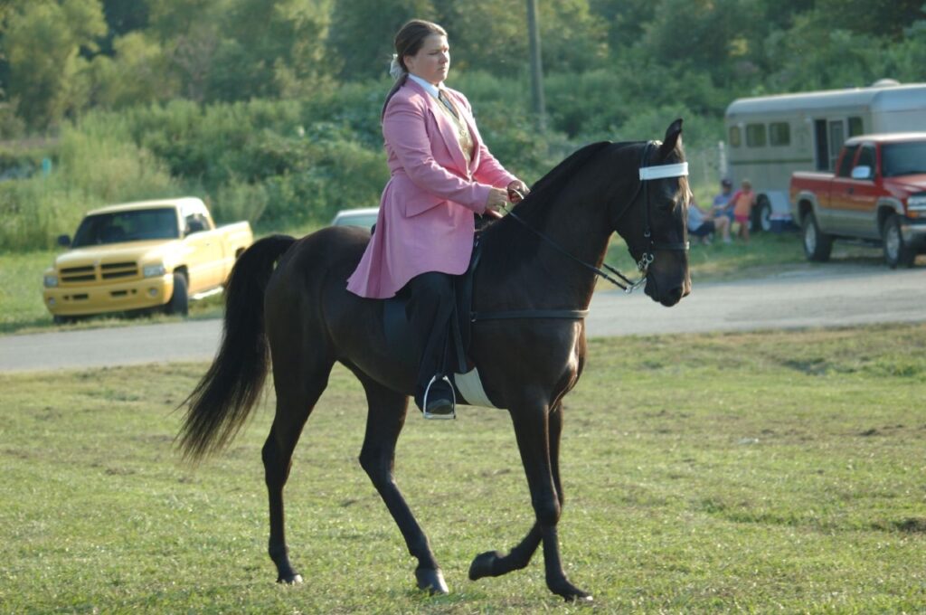 A Tennessee Walking Horse