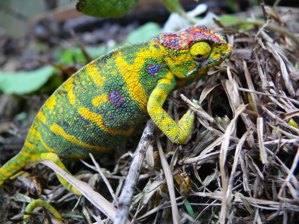 Minor Chameleon