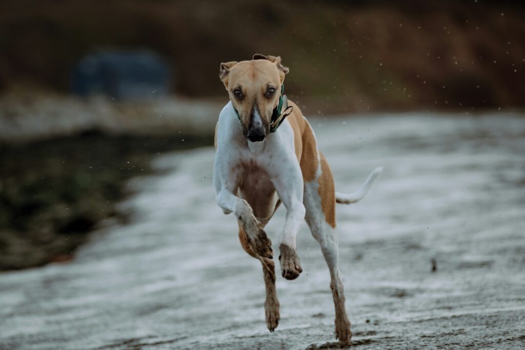 Whippet running
