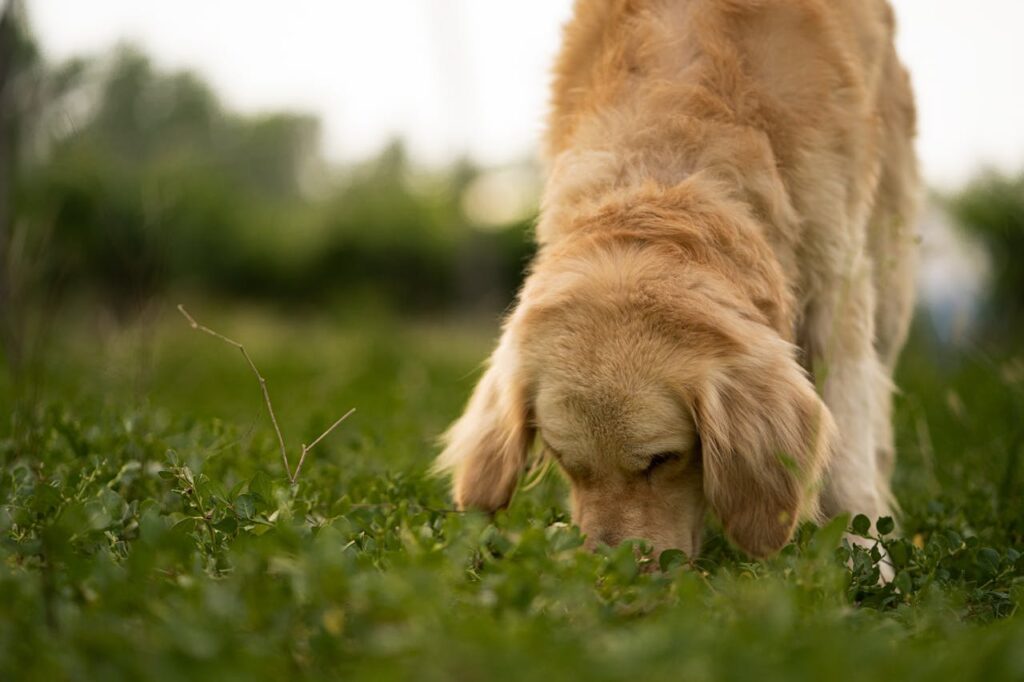 Labrador Retriever