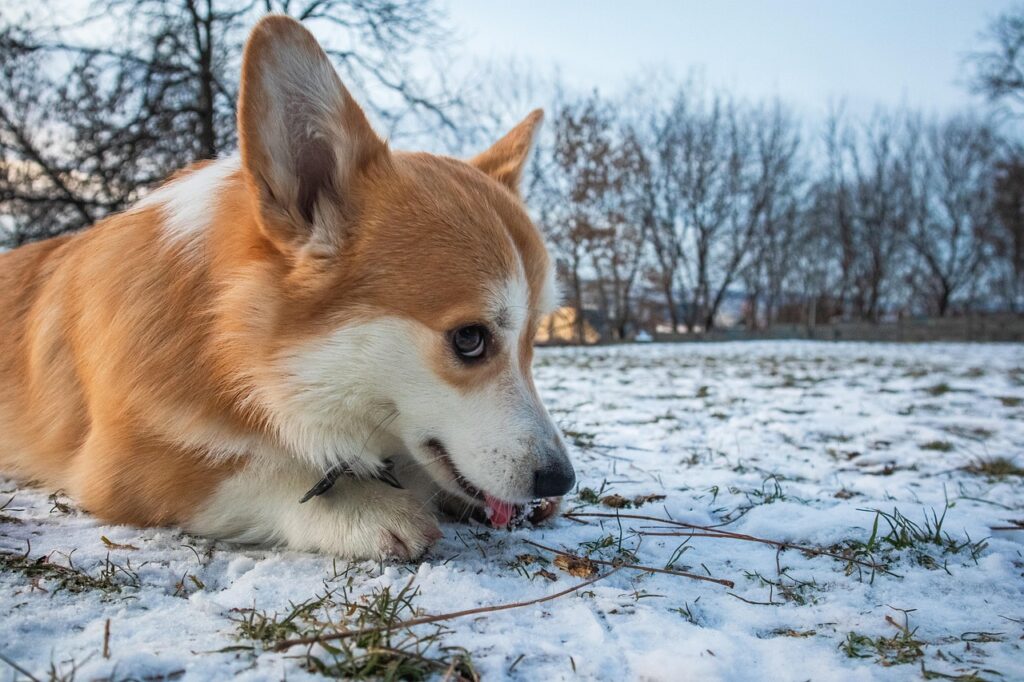 Pembroke Welsh Corgi