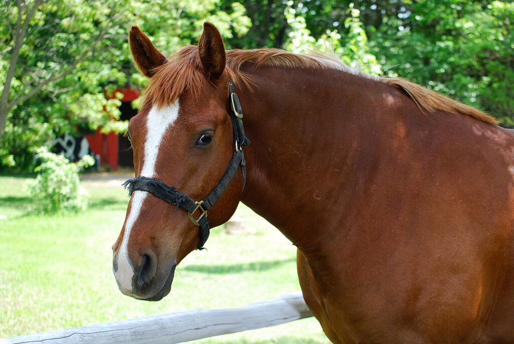 Morgan-2