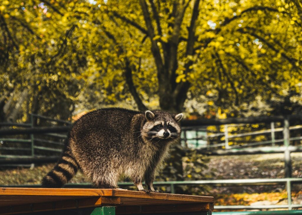 Racoon