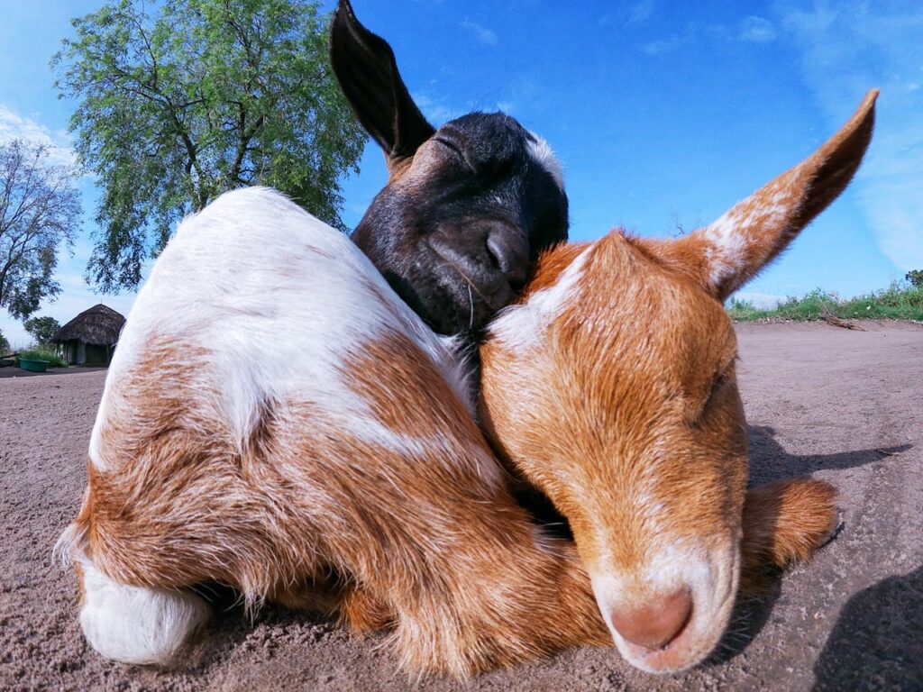 Nigerian Dwarf Goat