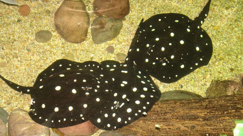 Polka-Dot Stingray