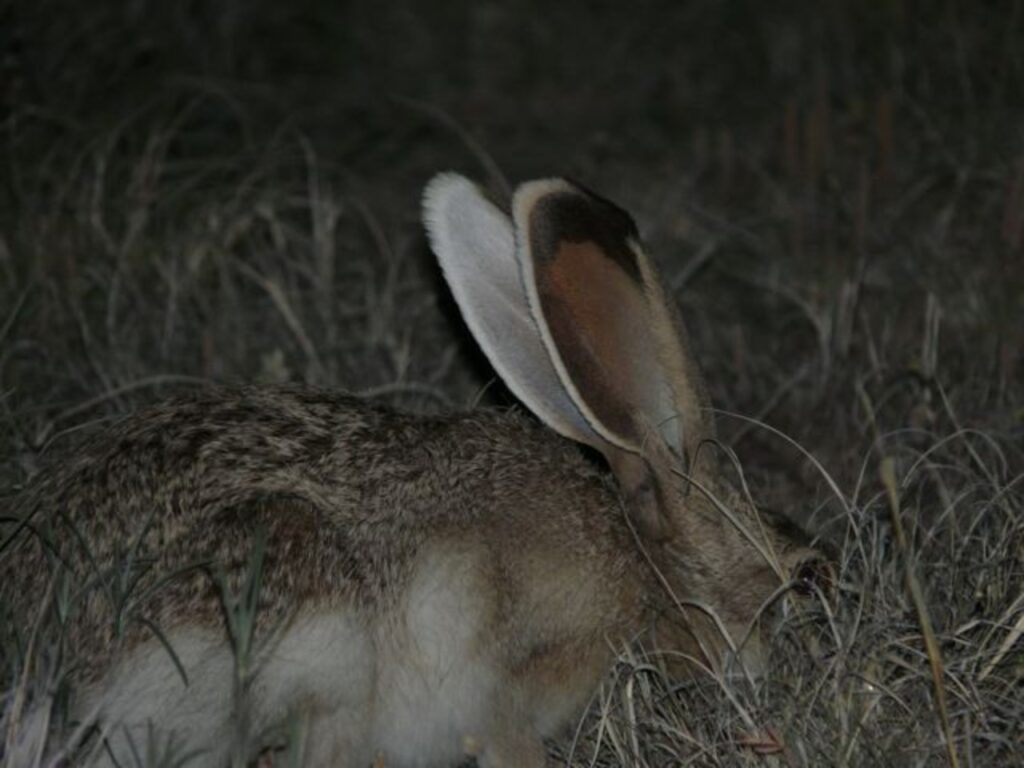 A White-sided Rabbit