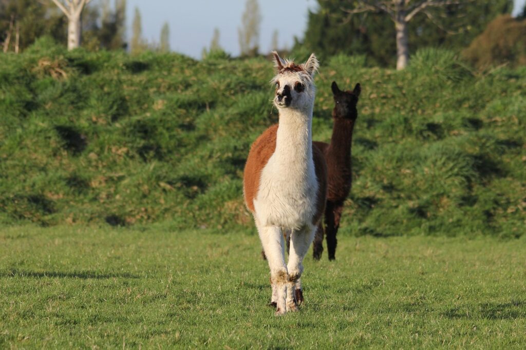 Alpacas in a farm