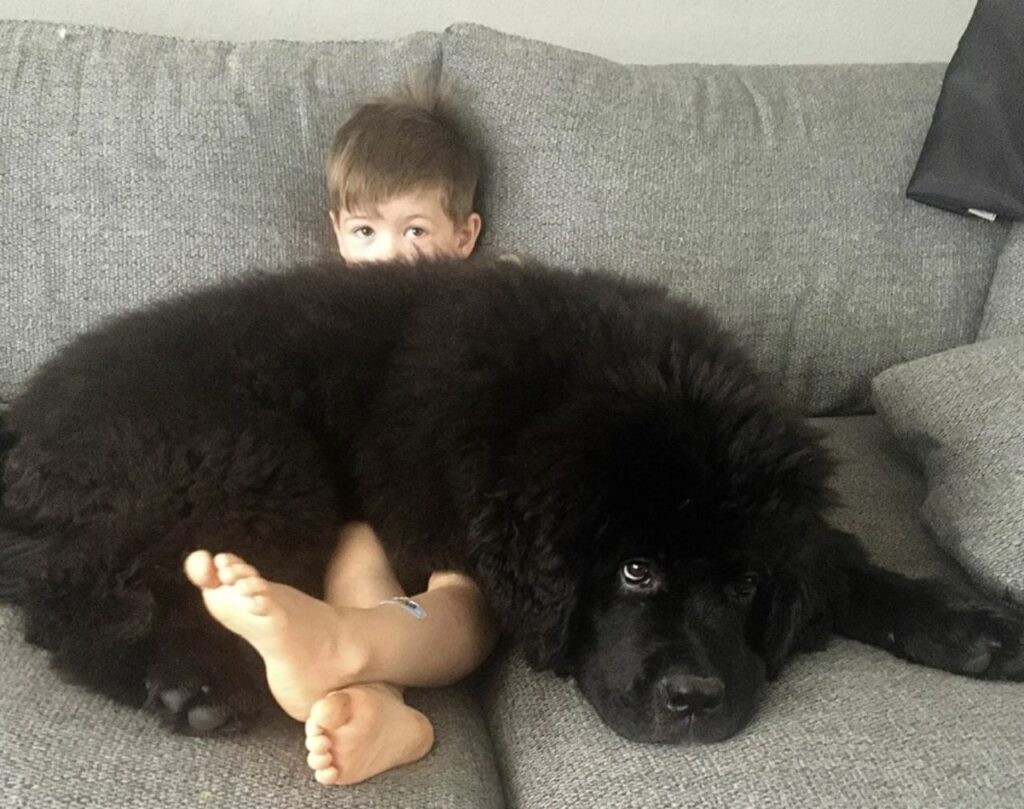 Newfie on lap
