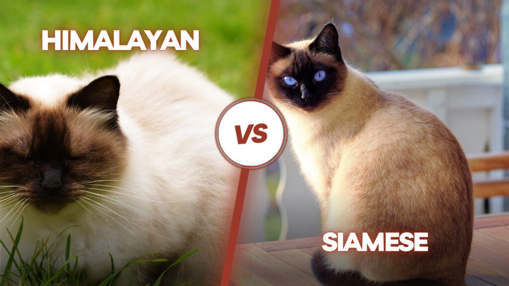 Himalayan vs. Siamese Cat