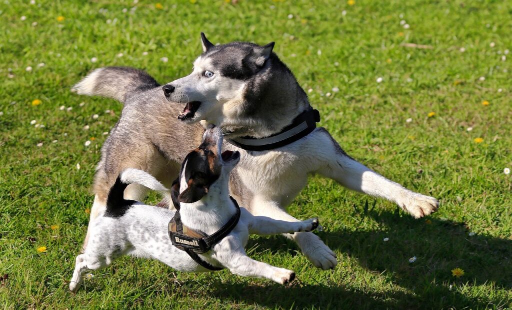 Husky and Jack Russel Terrier playing