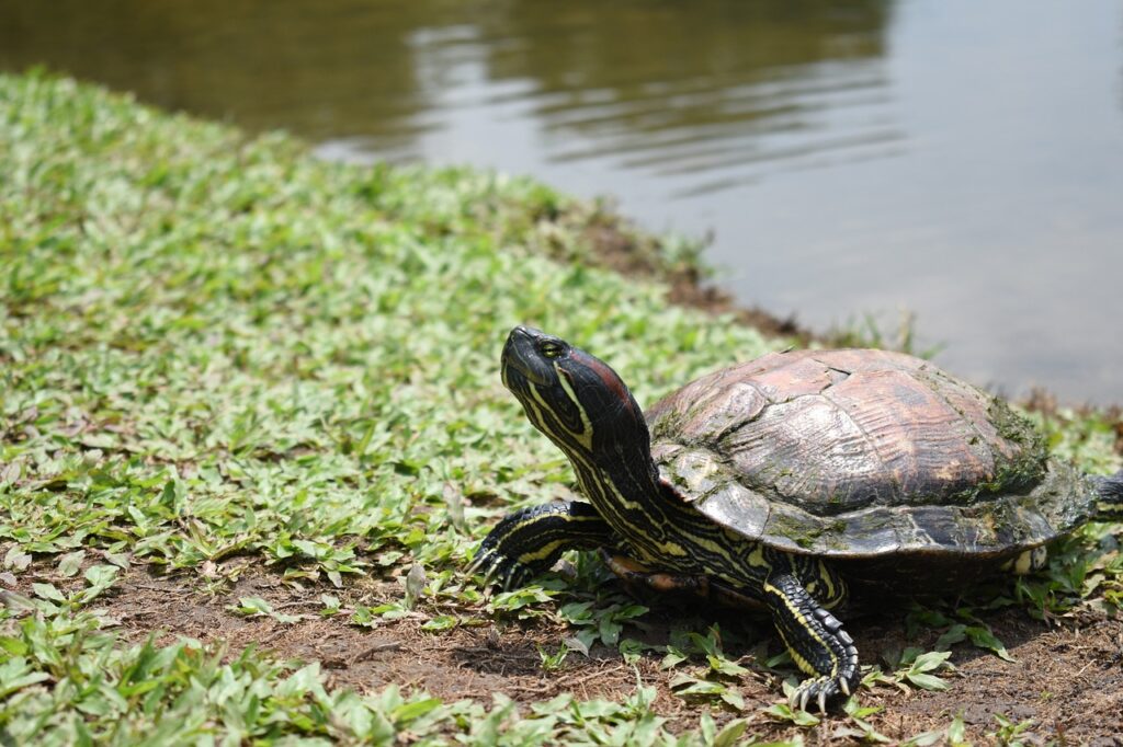 Red-Eared Slider