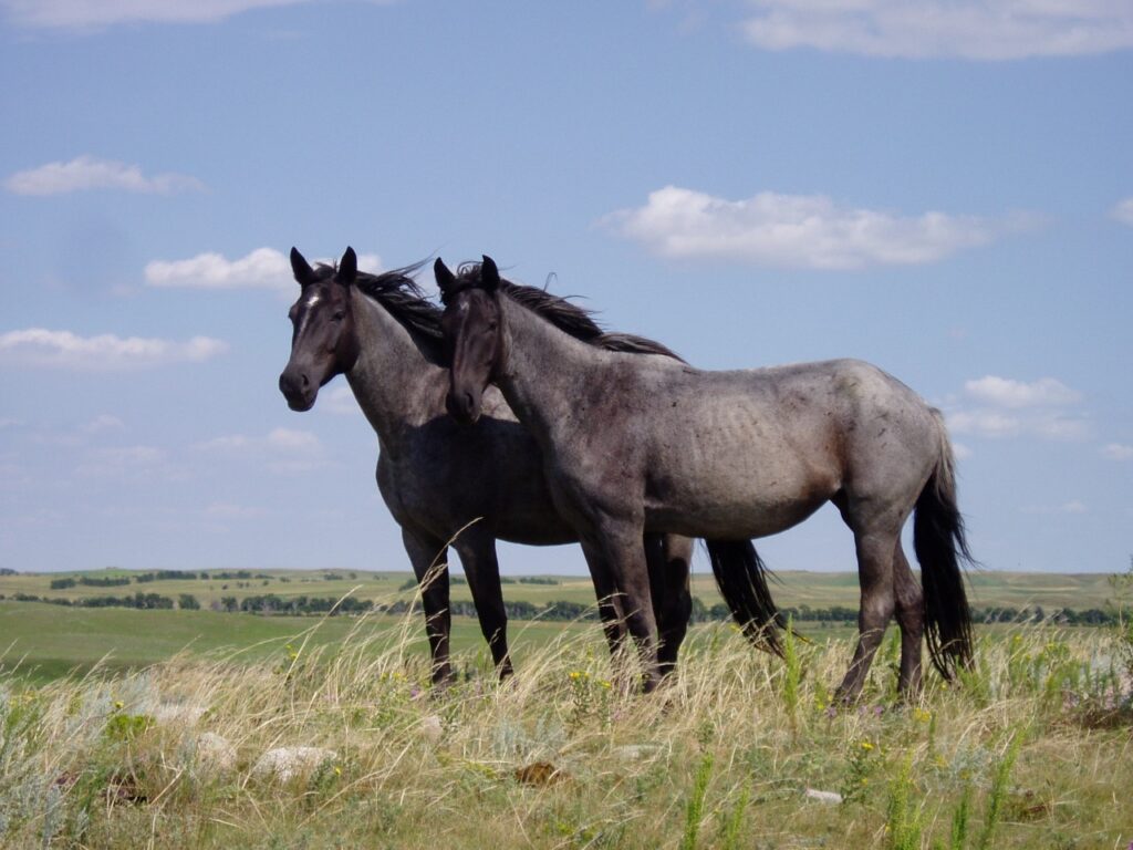 Nokota (Honorary State Equine)