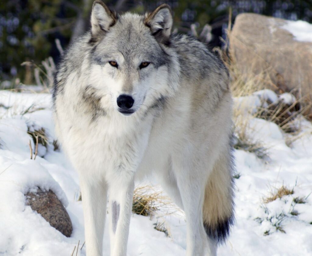 North Western Wolf