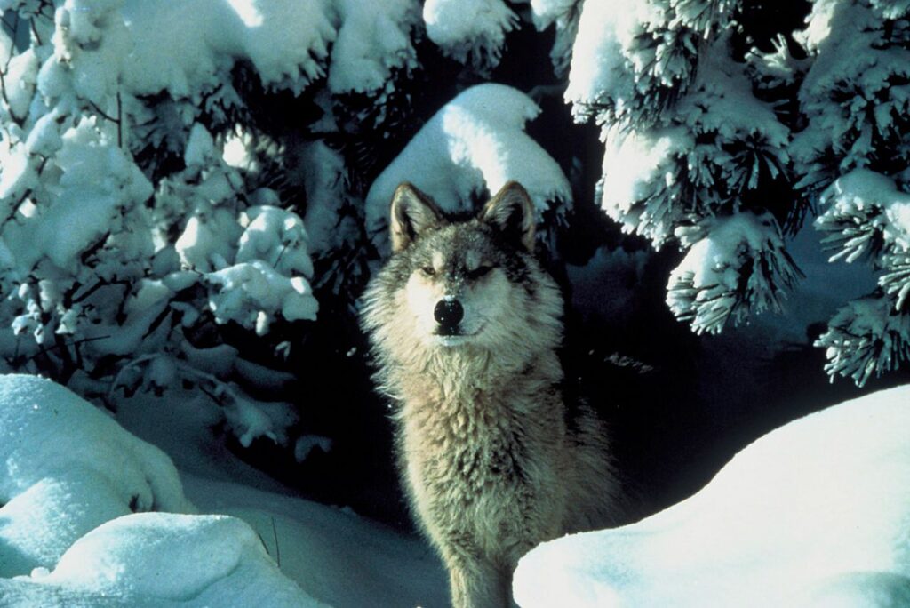 Northern_Rocky_Mountains_wolf