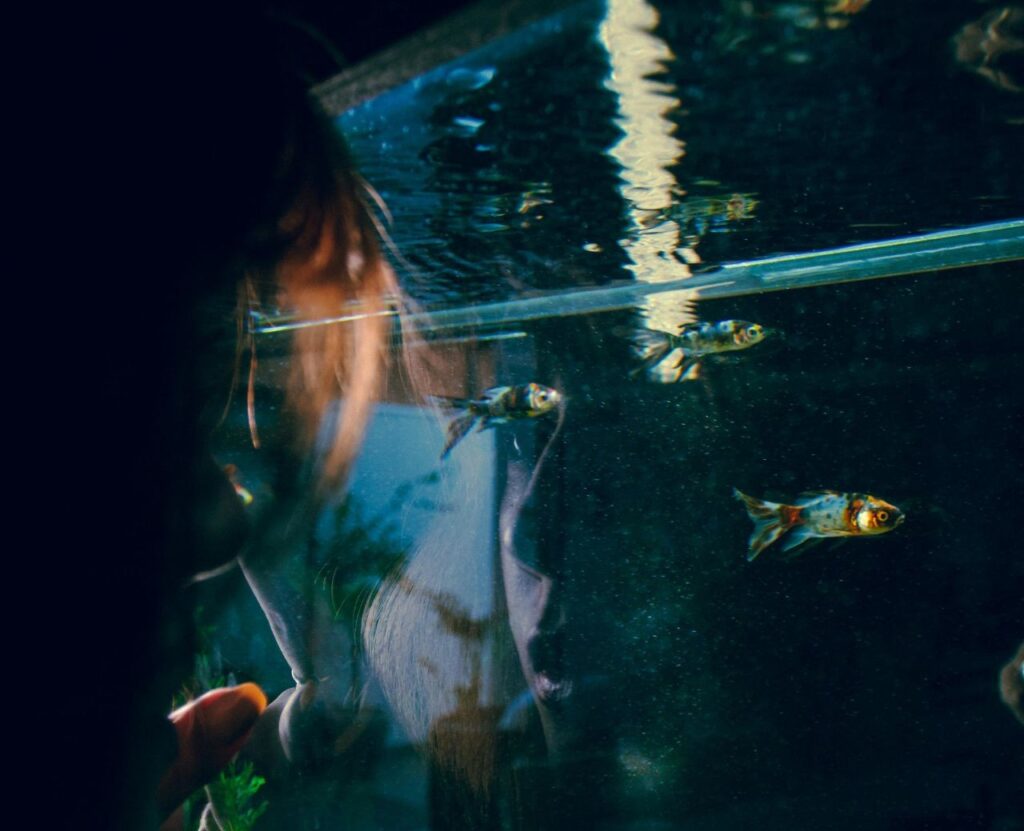 Observing a fish tank