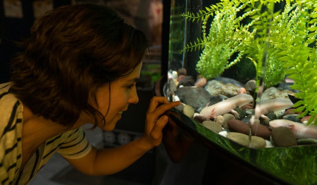 Observing aquarium