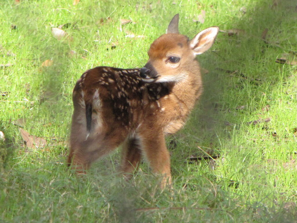 Key deer