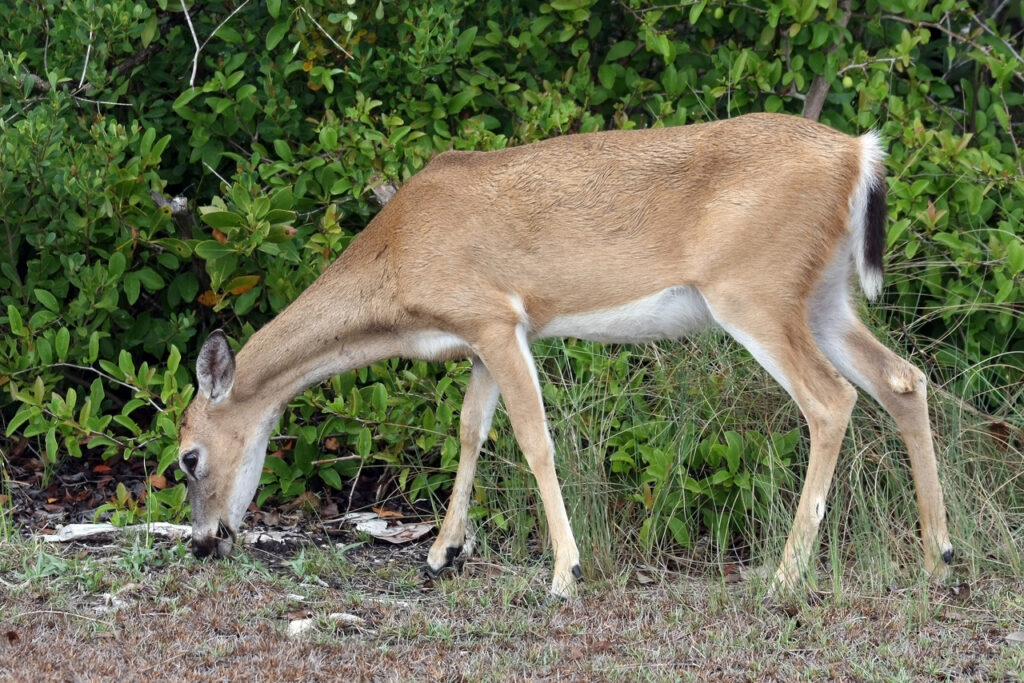 key deer