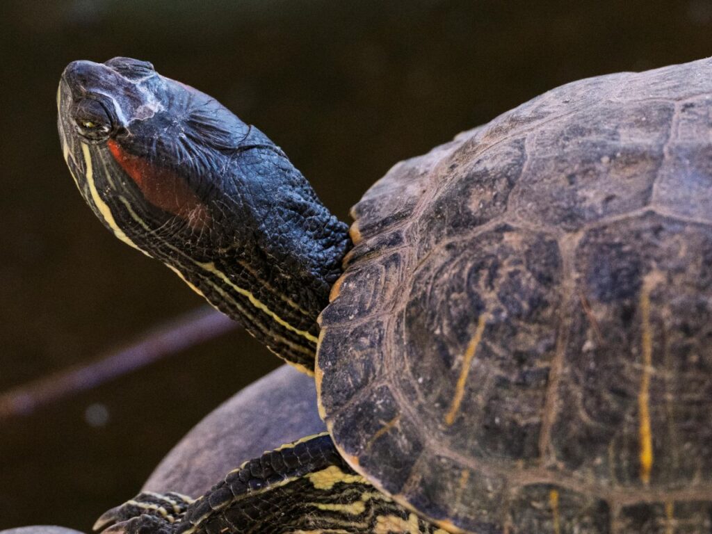 Old Red-eared slider