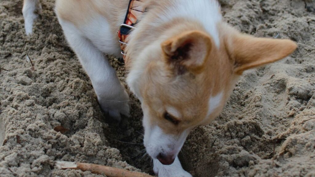 Welsh Corgi digging