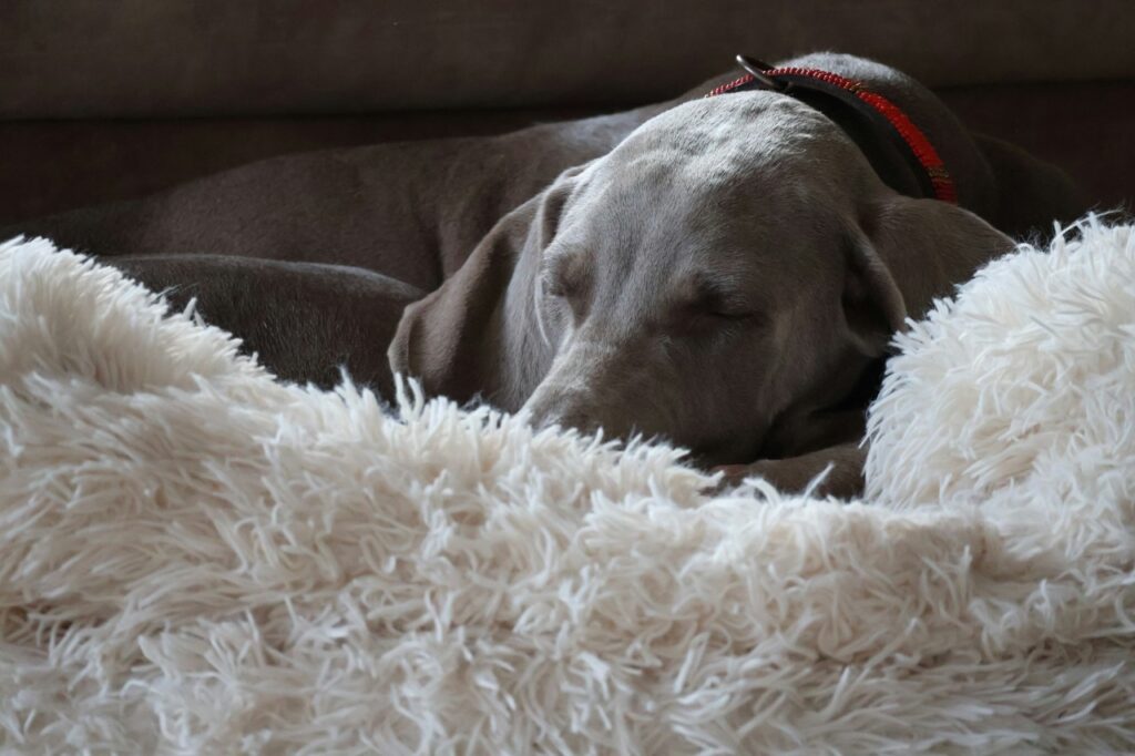 Weimaraner sleeping
