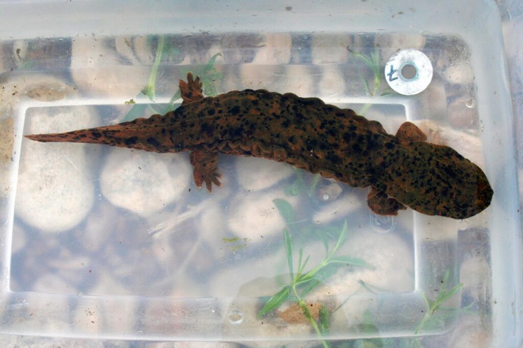 Ozark hellbender